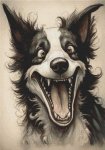 Crazy Border Collie (image for) Crazy Border Collie